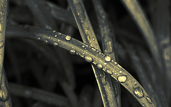 Macro, Sheet, Leaf, Drop HD wallpaper