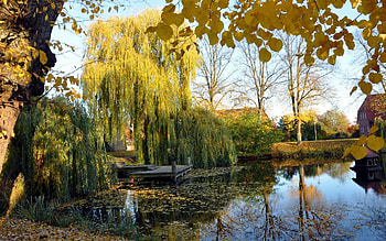 Weeping willow pond , Nature's tranquility, Serene beauty, Captivating atmosphere HD wallpaper