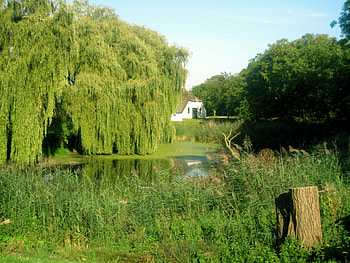 Farm, abstract, graphy, green, trees, pond HD wallpaper