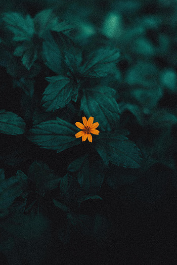 Flower, Plant, Macro HD phone wallpaper