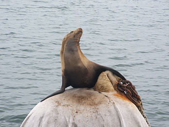 California sea lion, animal, sea, california, lion HD wallpaper