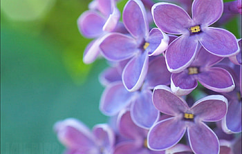 Purple lillacs, blue, background, purple, delicate, nature, flowers, lillacs HD wallpaper