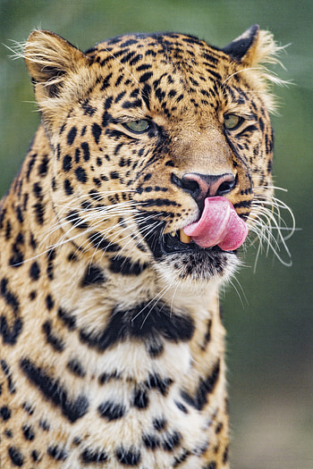 Animals, Leopard, Predator, Big Cat, Protruding Tongue, Tongue Stuck Out HD phone wallpaper