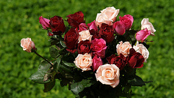 Flowers, Grass, Roses, Drops, Bouquet, Different HD wallpaper
