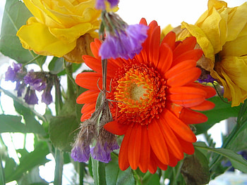 flower HD wallpaper