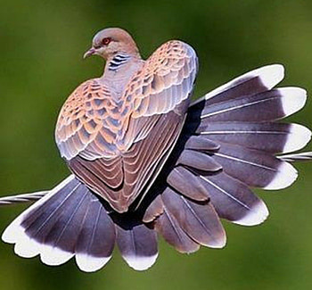 wings, birds, heart, doves, animals HD wallpaper