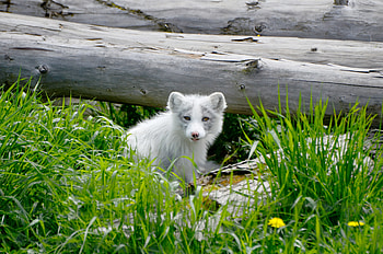 Animals, Fox, Dog, Arctic Fox, Arctic HD wallpaper