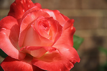 lovely rose, rose, flower, love, red, passion, romantic HD wallpaper