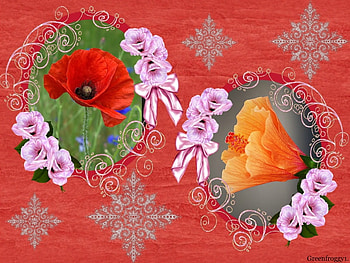 BEAUTIFUL FRAMED FLOWERS, FLOWERS, BEAUTIFUL, FRAMED HD wallpaper
