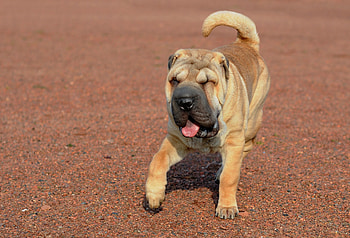 Animals, Dog, Stroll, Protruding Tongue, Tongue Stuck Out, Shar Pei HD wallpaper