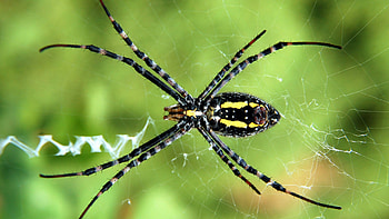 Spider, , Arachnid beauty, Visual fascination HD wallpaper