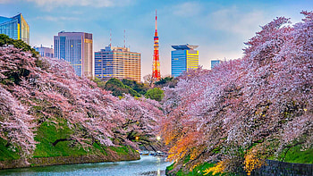 Why visit Tokyo, Travel destination, Japanese experiences, Captivating city HD wallpaper