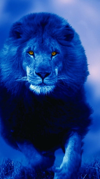 Blue Lion, Blue Theme, Background HD phone wallpaper