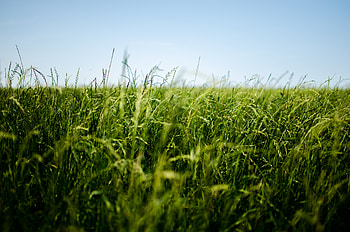 Nature, Grass, Field, Ear HD wallpaper