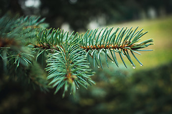 Needle, Drops, Plant, Macro, Branch, Fir, Spruce HD wallpaper
