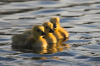 Animals, Water, Young, To Swim, Swim, Cubs, Ducklings HD wallpaper