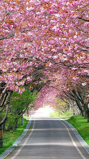 May Background, Pink, Nature, street HD phone wallpaper