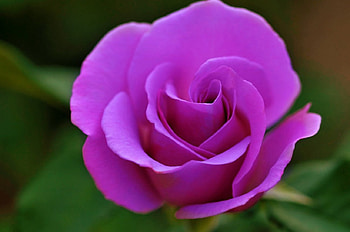 BEAUTY, FLOWERS, ROSE, NATURE HD wallpaper