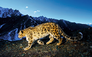 Animals, Snow Leopard HD wallpaper