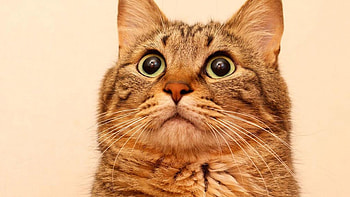 Cat life, kitten, eyes, cat, feline HD wallpaper