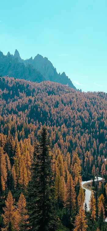 Autumn forest mountain, Stunning views, Tranquil beauty, Captivating scenery HD phone wallpaper