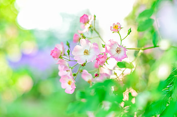 Summer, plants, blur, portrait, flowers HD wallpaper