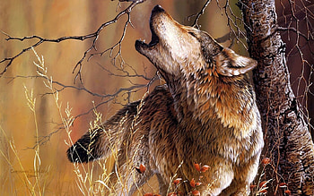 Animals, Wolfs HD wallpaper