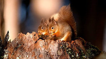 squirrel , High-resolution , Nature's beauty, Wildlife HD wallpaper