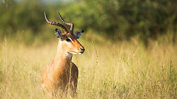 Brown Antelope On Green Grass HD wallpaper
