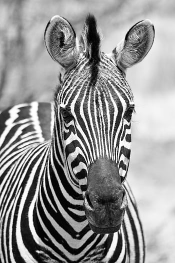 Monochrome close-up of a zebra showcasing intricate black and white stripes. HD phone wallpaper