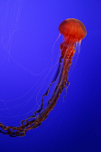 Animals, Jellyfish, Being, Creature, Tentacles HD phone wallpaper