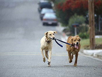 In need of control, animal, dogs, streets, run, funny, guide HD wallpaper