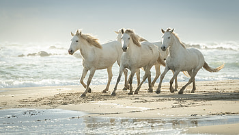 Camargue, Horses HD wallpaper