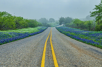 Texas Hill Country, Road trees fog, Landscape background HD wallpaper