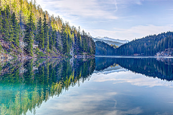 Pine Trees Reflection , reflection, trees, nature HD wallpaper