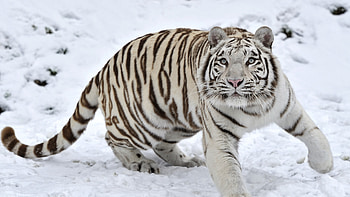 Tiger Albino 1, tiger, animals, predator, king HD wallpaper