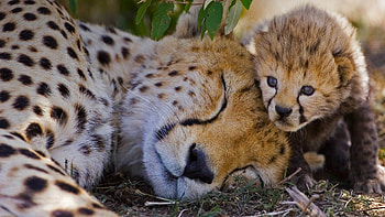 Chad, Travels, Cheetah cubs HD wallpaper