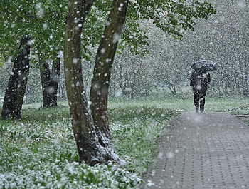 A Cold Walk, cold, winter, snow, tree HD wallpaper