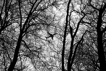 Trees, Branches, Bw, Chb, Plane, Airplane HD wallpaper