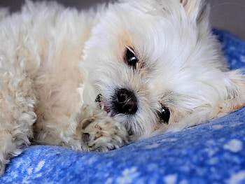 SWEET PUPPY, dog, puppy, white, bed, cute, fluffy HD wallpaper
