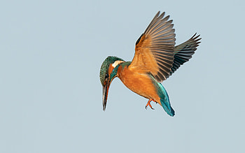 Kingfisher, animal, flight, bird HD wallpaper
