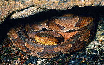 Animals, Stones, Hide, Moss, Snake HD wallpaper