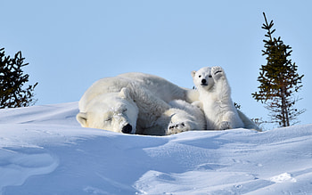 Polar Bears, winter, bears, polar, snow HD wallpaper