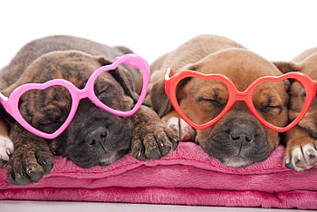 Puppies, dog, sweet, animal, valentine, puppy, glasses, heart, caine, sleep HD wallpaper