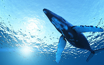 Blue Whale, Whale , Most popular, Backgrounds HD wallpaper