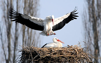 Stork , , High-resolution , Full HD wallpaper