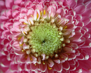Flower, Macro, Petals, Gerbera HD wallpaper