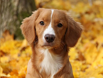 I'm Ready for My Close-up, dog, fur, leaves, tree HD wallpaper