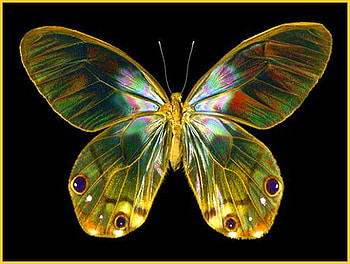 Simply beautiful, wings, glasswing, black background, butterfly, colors, beauty HD wallpaper