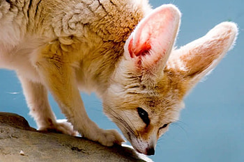 Fennec Fox, ears, nature, small, fox HD wallpaper